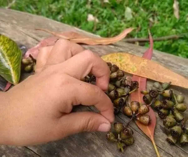 A child playing with seeds and leaves