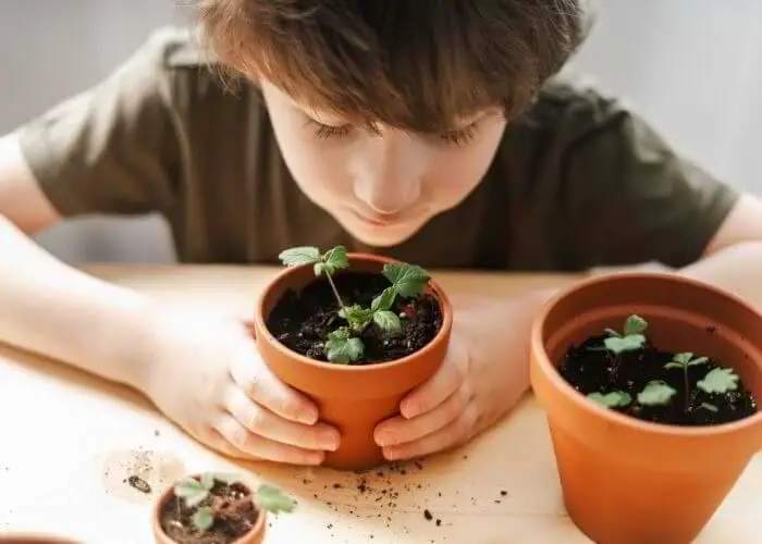 A little boy taking care of potted plants